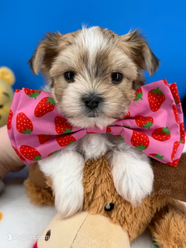 Hershey – Morkie puppy for sale in Fort Worth, TX