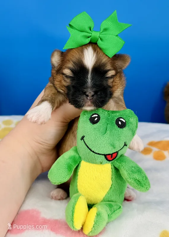 Pickles – Mal Shi puppy for sale in Fort Worth, TX