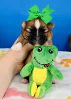 Pickles, a male Mal Shi for sale in Fort Worth, TX – 1 of 3