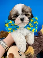 Benji, a male Mal Shi for sale in Fort Worth, TX – 6 of 7