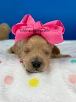 Barbie , a female Maltipoo for sale in Fort Worth, TX – 2 of 3