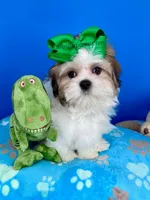 Cheeto, a male Mal Shi for sale in Fort Worth, TX – Photo 5 of 5