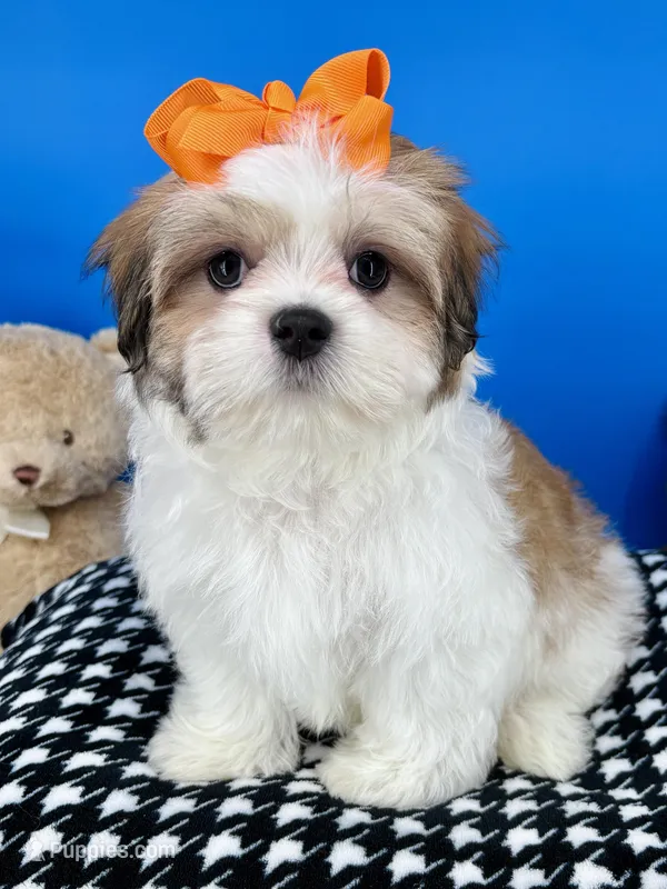 Cheeto – Mal Shi puppy for sale in Fort Worth, TX