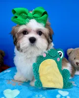 Cheeto, a male Mal Shi for sale in Fort Worth, TX – Photo 1 of 5