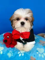 Cheeto, a male Mal Shi for sale in Fort Worth, TX – Photo 4 of 5