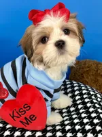 Cheeto, a male Mal Shi for sale in Fort Worth, TX – Photo 5 of 5