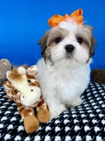 Cheeto, a male Mal Shi for sale in Fort Worth, TX – Photo 2 of 5