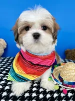 Cheeto, a male Mal Shi for sale in Fort Worth, TX – Photo 3 of 5