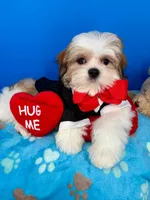 Cheeto, a male Mal Shi for sale in Fort Worth, TX – Photo 2 of 5