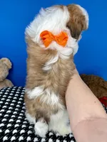 Cheeto, a male Mal Shi for sale in Fort Worth, TX – Photo 4 of 5