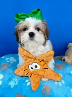 Cheeto, a male Mal Shi for sale in Fort Worth, TX – Photo 3 of 5