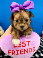 Sunflower, a female Morkie for sale in Fort Worth, TX – 3 of 3