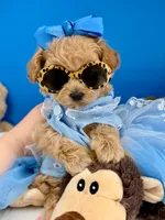 Peaches, a female Maltipoo for sale in Fort Worth, TX – 3 of 5