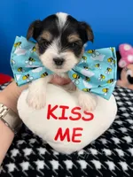 Peanut, a male Biewer for sale in Fort Worth, TX – 2 of 3