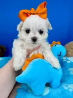 Marhmallow, a male Maltese for sale in Fort Worth, TX – Photo 2 of 3