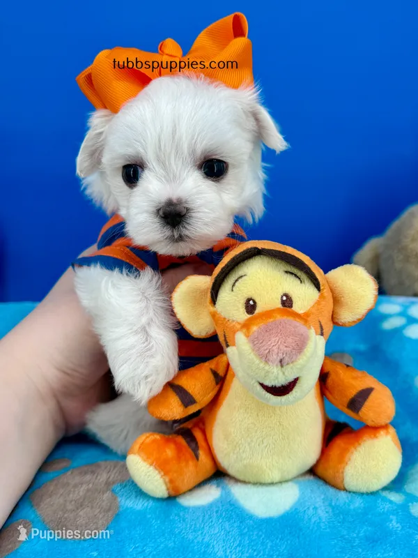 Marhmallow – Maltese puppy for sale in Fort Worth, TX