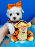 Marhmallow, a male Maltese for sale in Fort Worth, TX – Photo 1 of 3