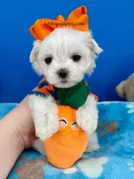 Marhmallow, a male Maltese for sale in Fort Worth, TX – Photo 3 of 3