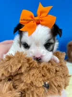 Gizmo, a male Mal Shi for sale in Fort Worth, TX – 1 of 4