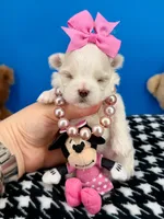 Barbie, a female Maltese for sale in Fort Worth, TX – 3 of 3