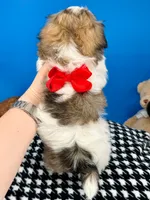 Hotdog, a male Mal Shi for sale in Fort Worth, TX – 4 of 10
