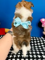 Hershey, a male Morkie for sale in Fort Worth, TX – 2 of 6