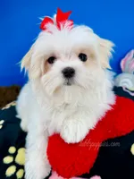 Cinderella, a female Maltese for sale in Fort Worth, TX – 2 of 9