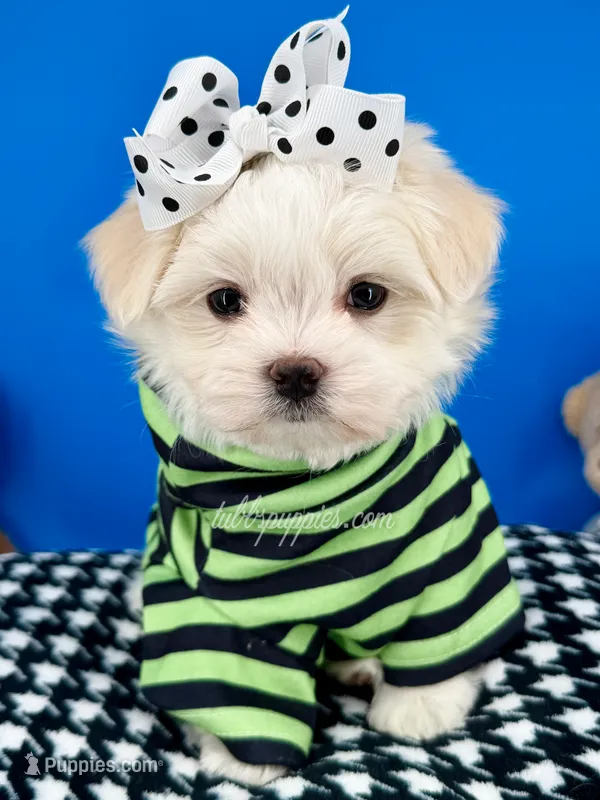 Prince Charming – Maltese puppy for sale in Fort Worth, TX
