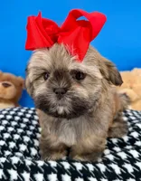 Bandit, a male Mal Shi for sale in Fort Worth, TX – 4 of 10
