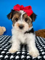 Ella May , a female Yorkshire Terrier for sale in Fort Worth, TX – Photo 1 of 7