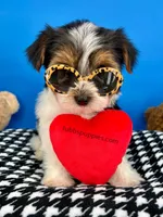 Ella May , a female Yorkshire Terrier for sale in Fort Worth, TX – Photo 5 of 7