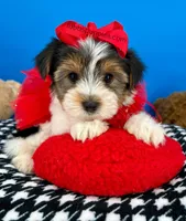 Ella May , a female Yorkshire Terrier for sale in Fort Worth, TX – Photo 3 of 7