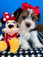 Ella May , a female Yorkshire Terrier for sale in Fort Worth, TX – Photo 2 of 7