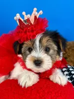 Ella May , a female Yorkshire Terrier for sale in Fort Worth, TX – Photo 6 of 7