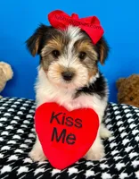 Ella May , a female Yorkshire Terrier for sale in Fort Worth, TX – Photo 4 of 7