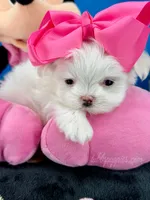 Pixie, a female Maltese for sale in Fort Worth, TX – 2 of 5