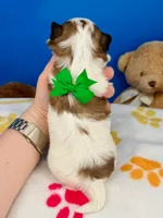 Pumpkin, a male Mal Shi for sale in Fort Worth, TX – 2 of 2