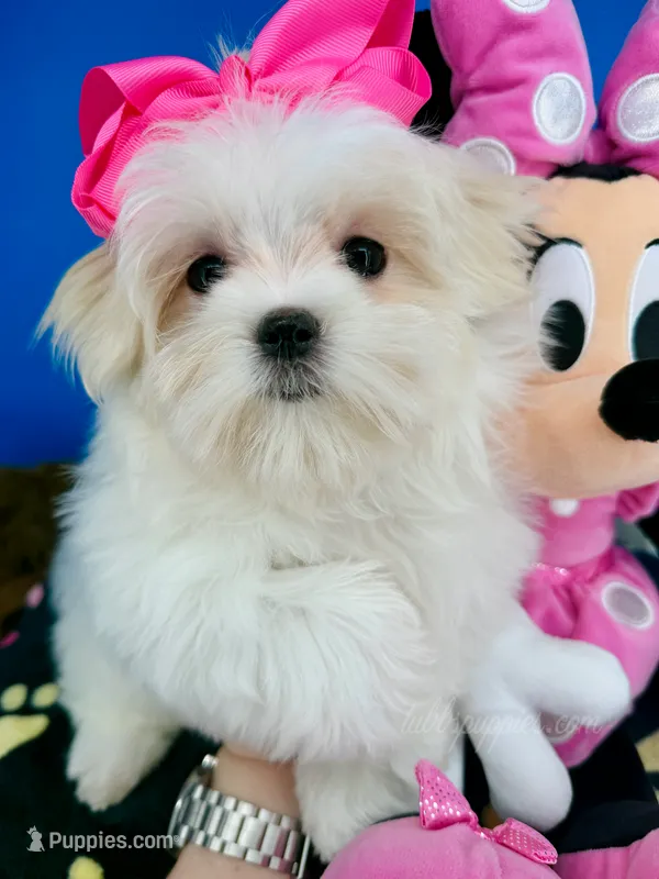 Cinderella – Maltese puppy for sale in Fort Worth, TX