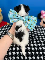 Peanut, a male Biewer for sale in Fort Worth, TX – 3 of 3