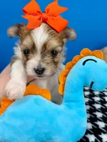 Tigger, a male Morkie for sale in Fort Worth, TX – 3 of 4