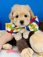 Vanilla Bean, a male Maltipoo for sale in Fort Worth, TX – 1 of 7