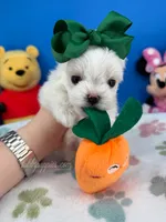 Angel, a male Maltese for sale in Fort Worth, TX – 1 of 6
