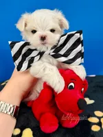 Marshmallow, a female Maltese for sale in Fort Worth, TX – 5 of 6