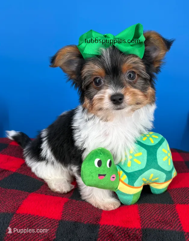 PeeWee – Yorkshire Terrier puppy for sale in Fort Worth, TX