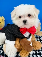 Prince Charming, a male Maltese for sale in Fort Worth, TX – 4 of 4