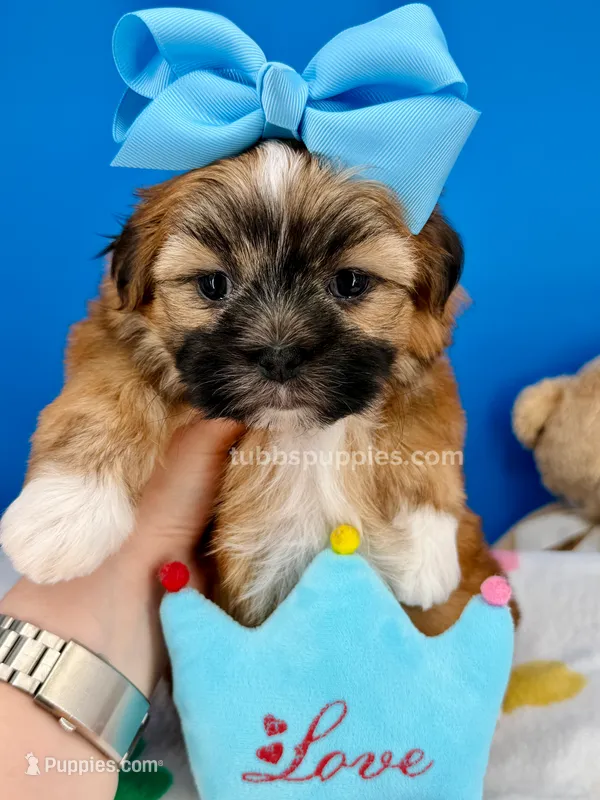 Pickles – Mal Shi puppy for sale in Fort Worth, TX