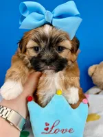 Pickles, a male Mal Shi for sale in Fort Worth, TX – 1 of 6