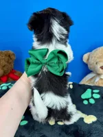 Rocky , a male Biewer for sale in Fort Worth, TX – Photo 2 of 4