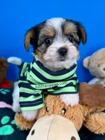 Rocky , a male Biewer for sale in Fort Worth, TX – Photo 4 of 4