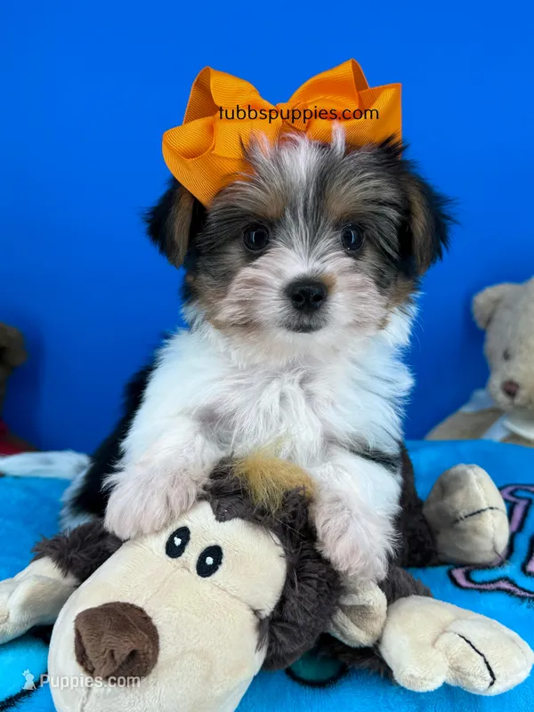 Rocky  – Biewer puppy for sale in Fort Worth, TX